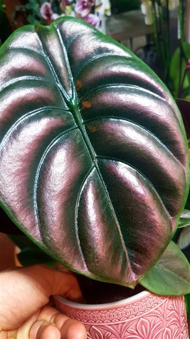 alocasia