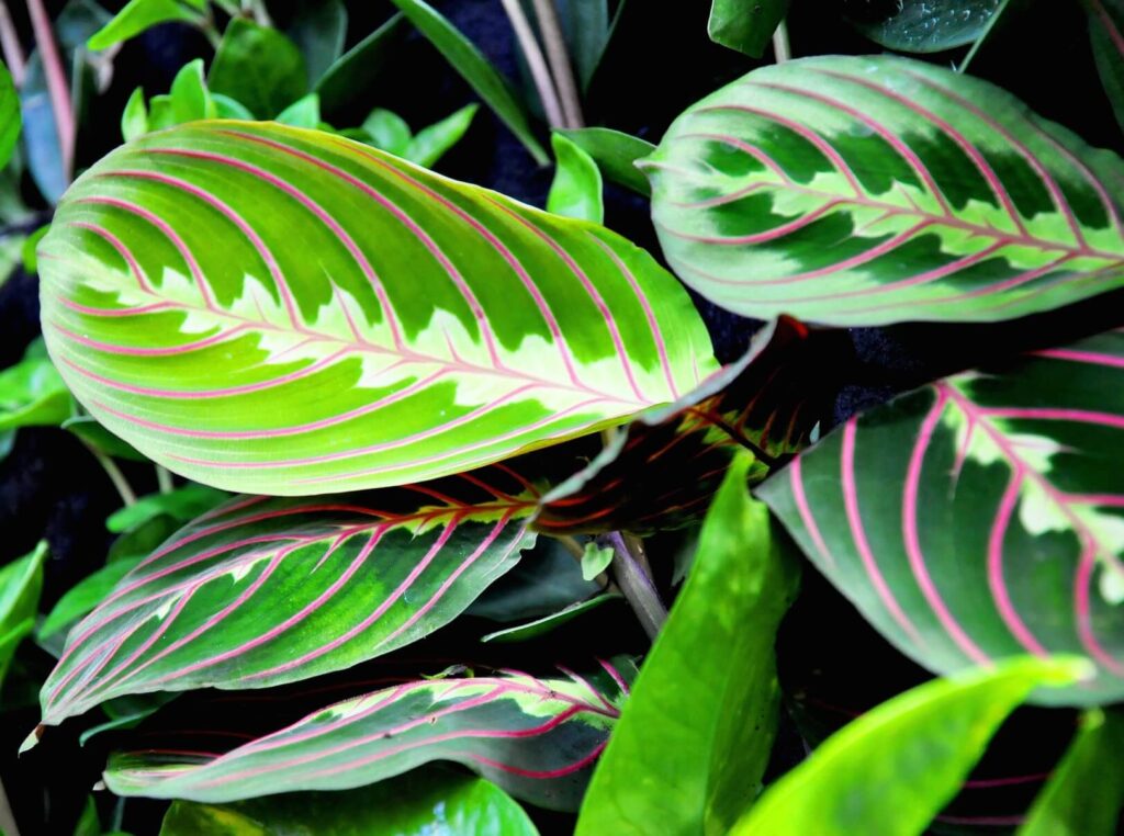 maranta