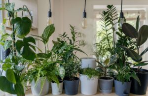 piante purificazione aria