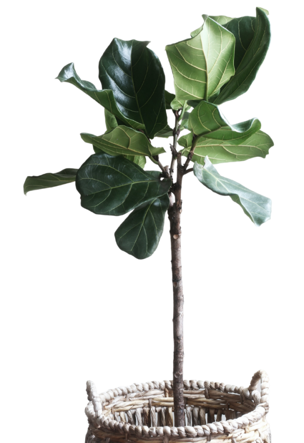 Ficus Lirata